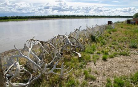 Caribou antlers on land in a pile near the banks of a river